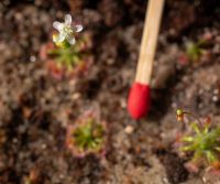 Drosera micrantha velikost